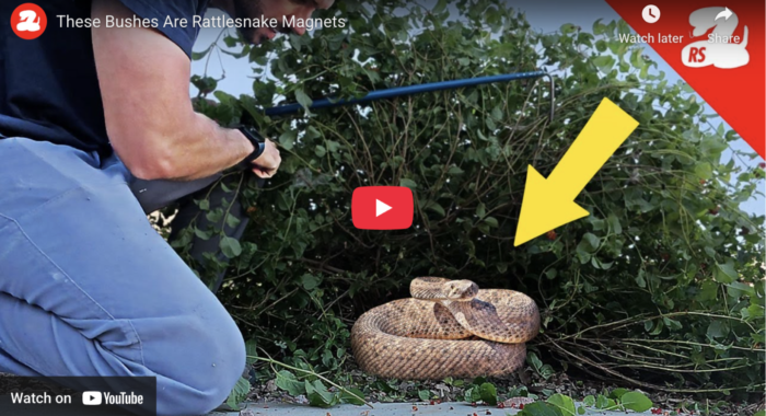 These Bushes Are Rattlesnake Magnets